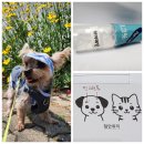 제일안과병원 | 강아지 안과 동물대학병원 후기, 노령견 안과 검사 검진 가격, 아시아 수의 안과 전문의 (DAiCVO...