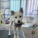 폼나개이뿌개 이미지