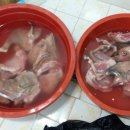염소농장 Daum카페