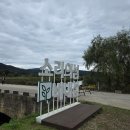 억새풀 | 충주 비내섬 10월 억새풀 현황 애견동반 산책 후기