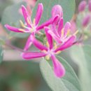 꽃집민박 이미지