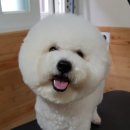 오렌지애견샵