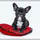 총각네 강아지 이미지