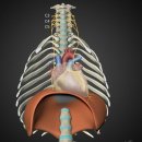 참고 폐/횡격막신경/기능해부학/근육경직 이미지