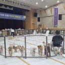 강아지를부탁해(돌봄) 이미지