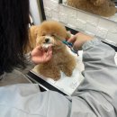 앤독살롱(anddog_salon) | 김포애견미용 앤독 푸들 귀툭튀 디자인 잘잡아주시는곳 !