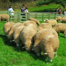 청암목장 이미지