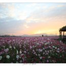 코스모스공원 이미지