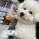 도그플러스 동물병원 | [구미 동물병원 추천] 구미 홈플러스 도그플러스 동물병원 강아지 중성화 수술