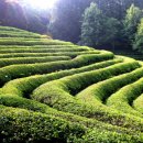 보성운해녹차 이미지