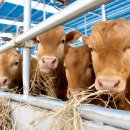 대성사료 이미지