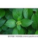 [매일복음(나해) 18-07-16] - "내가 세상에 평화를 주러 왔다고 생각하지 마라. 평화가 아니라 칼을 주러 왔다."(마태 10,34-11,1) 이미지