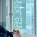 울산애견미용학원