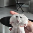 특별한동물가게 평택점 | 평택 고덕 애완동물 분양 특별한 동물가게