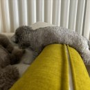 프리미엄 펫토리 이미지