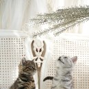 백호켄넬 이미지