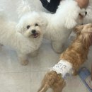 분홍고양이 | 《아산/신정호》 심쿵 주의💖 신정호 카페 “드레스 입은 고양이” 방문후기