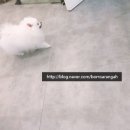 봄사랑동물병원 이미지