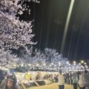 열창 | [전남/구례] 구레300리 벚꽃축제(가수공연)