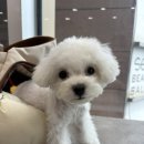 The 이뿌개 이미지