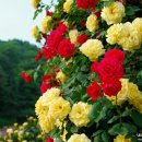 도당공원 이미지