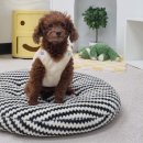 마이하우스퍼피 애견호텔유치원 이미지