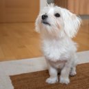 보듬 반려견미용실 | 보듬 견종 소개: 말티즈