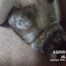 도다미 이미지