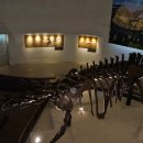 목포자연사박물관 이미지