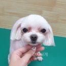 간지나개 이미지