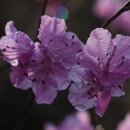 백산상회
