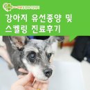 조양메디컬 | 24시간동물병원-강아지 유선종양수술 및 스켈링 진료후기
