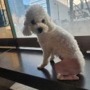 진리동물병원 이미지