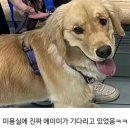 멍뭉이 미용실 이미지