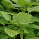 들깨나라 이미지