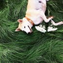 웃는 강아지 이미지