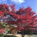 순천자연휴양림 | 순천 낙안자연휴양림 단풍 명소 후기 🍁 가볍게 다녀온 산책 코스