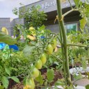 해바라기어린이집마당 이미지