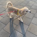 당당하개 이미지