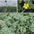 호피농장 이미지