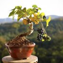 댕댕이 숲 이미지