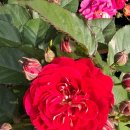 15만 그루의 장미나무가 식재된 부천 백만송이장미원 이미지