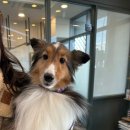 마곡나무 동물병원 이미지