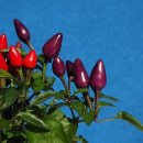 하늘고추 (화초고추, Hot pepper, Chilli, Ornamental pepper) 이미지