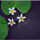 용담광택 이미지