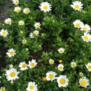 신기한 명리학(기초) 이미지