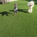 파파퍼피 DOG하우스 이미지