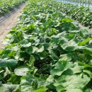 속리산농장 이미지