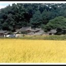 낙동리(상)