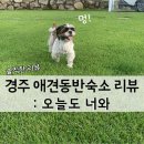 오늘 함께 | 사람과 강아지 모두를 배려한 경주 숙소, 오늘도 너와 함께 다녀온 후기